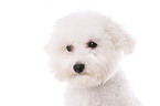 junger Bichon Frise