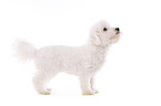 junger Bichon Frise