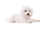 junger Bichon Frise