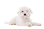 junger Bichon Frise