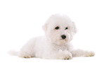 junger Bichon Frise