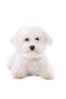 junger Bichon Frise