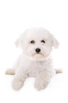 junger Bichon Frise