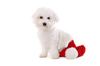 junger Bichon Frise