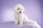 junger Bichon Frise