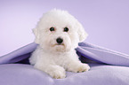 junger Bichon Frise