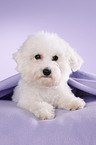 junger Bichon Frise