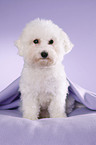 junger Bichon Frise