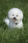 sitzender Bichon Frise