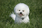 sitzender Bichon Frise