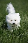 rennender Bichon Frise