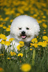 sitzender Bichon Frise