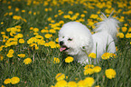 Bichon Frise