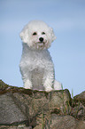 sitzender Bichon Frise