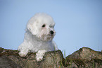 liegender Bichon Frise