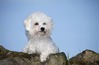 liegender Bichon Frise