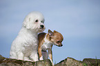 Bichon Frise und Chihuahua