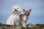 Bichon Frise und Chihuahua