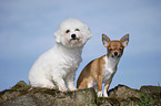 Bichon Frise und Chihuahua