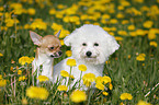 Chihuahua und Bichon Frise