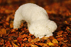 schnuppernder Bichon Frise