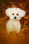 sitzender Bichon Frise