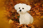 sitzender Bichon Frise