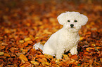 sitzender Bichon Frise