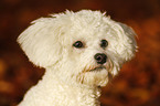 Bichon Frise Portrait