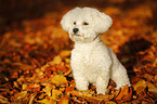 sitzender Bichon Frise