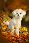 sitzender Bichon Frise