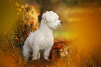 stehender Bichon Frise