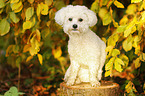 sitzender Bichon Frise