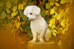 sitzender Bichon Frise