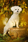 stehender Bichon Frise