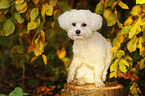 sitzender Bichon Frise