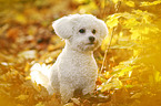 sitzender Bichon Frise