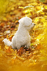 sitzender Bichon Frise