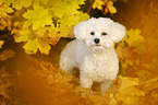 stehender Bichon Frise