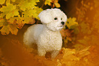 stehender Bichon Frise