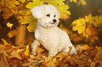 sitzender Bichon Frise