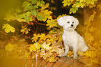 sitzender Bichon Frise