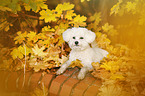 liegender Bichon Frise