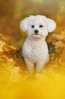 sitzender Bichon Frise