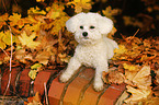 liegender Bichon Frise