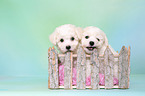 Bichon Frise Welpen