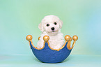 Bichon Frise Welpe