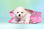 Bichon Frise Welpe