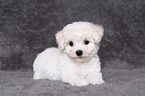 Bichon Frise Welpe