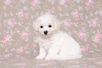 Bichon Frise Welpe